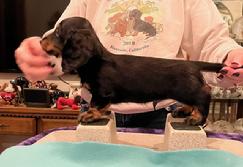 dash hound