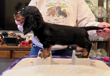 Black and Tan Dachsund