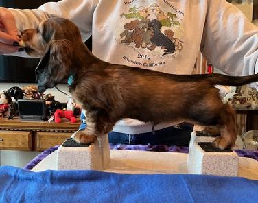 dachshund