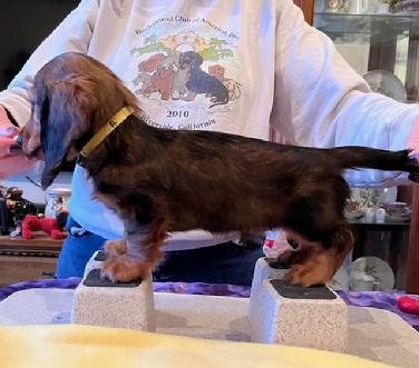 Dachsunds