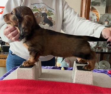 Longhair dachshunds